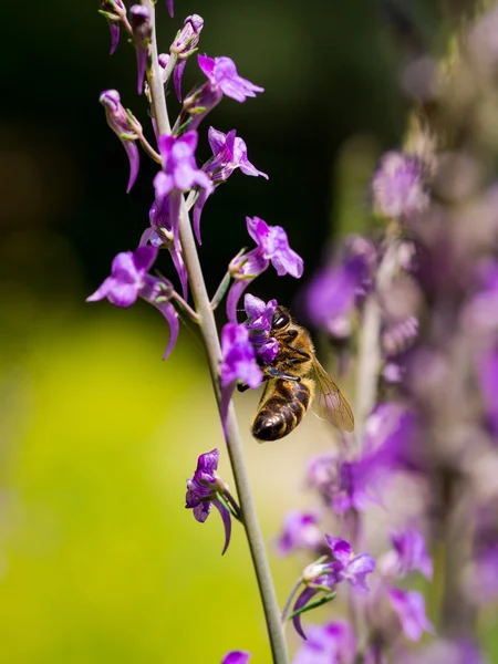 Lavender flowers in Georgia — Stock Photo, Image
