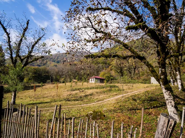 Floresta verde em Geórgia — Fotografia de Stock