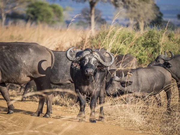 African buffalo in Mikumi — Stock Photo, Image
