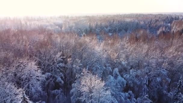 Vuelo Dron Sobre Bosque Tarde Puesta Sol Deslumbramiento Lila Jugar — Vídeos de Stock