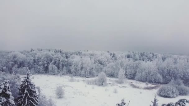 在白雪覆盖的树上平稳地飞翔 薄雾弥漫 雪地里的树枝飘扬 无人驾驶飞机在树上向田野和小森林飞去 — 图库视频影像