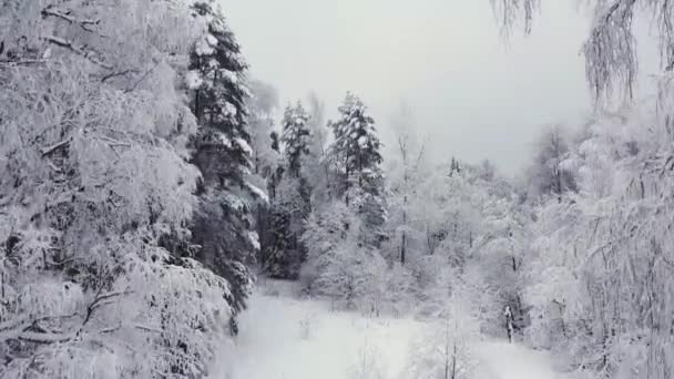 Vuelo Suave Hacia Abajo Cerca Árboles Blancos Cubiertos Nieve Invierno — Vídeo de stock