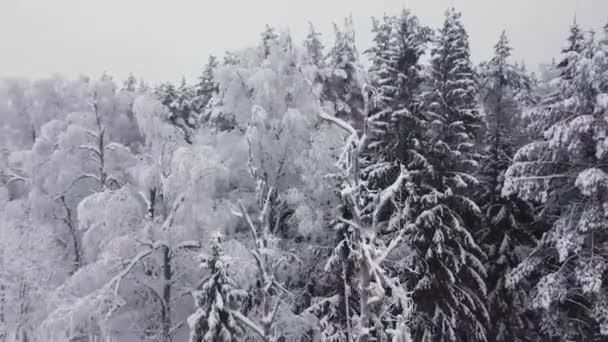 Soepele Vlucht Besneeuwde Witte Bomen Winter Lichte Nevel Uitzicht Vanuit — Stockvideo