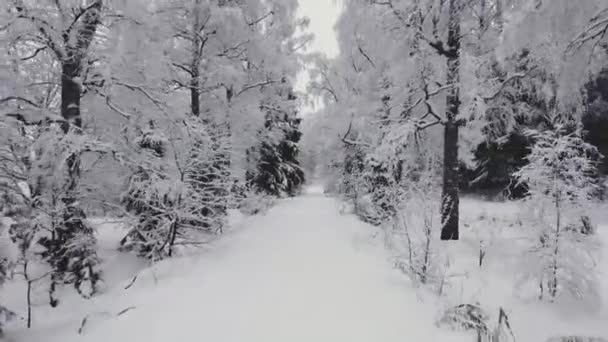 Soepele Vlucht Tussen Besneeuwde Witte Bomen Winter Lichte Nevel Boomtakken — Stockvideo