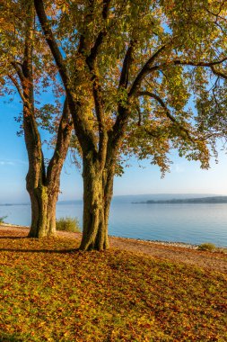 Constance Gölü 'nde sonbahar ağaçları