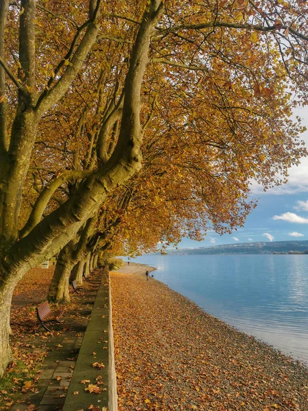 Sonbaharda güzel Constance Gölü 'nde Radolfzell gölü