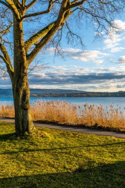 Constance Gölü kıyısında ağaç ve sazlıklar.