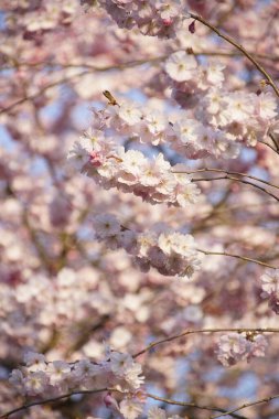 Tomurcuklarla kiraz çiçeği, günışığı.