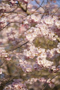 İlkbaharda açan kiraz ağaçları.