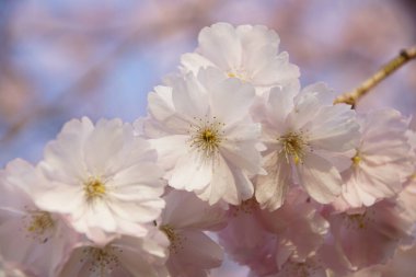 Arka planda mavi gökyüzü olan kiraz çiçekleri