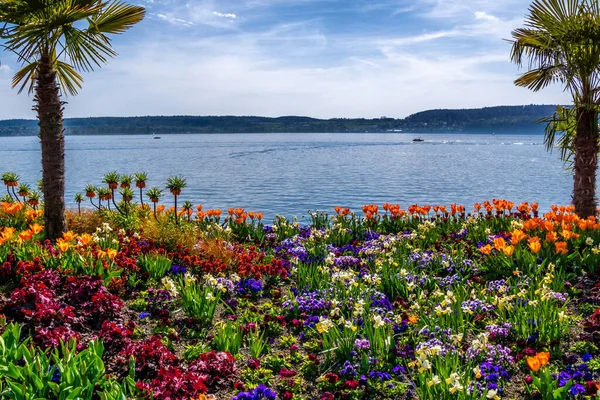 Göl kıyısında renkli çiçekler ve palmiye ağaçları