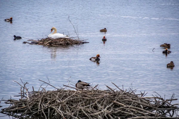 Breeding Mute Swan Lake Constance — Photo