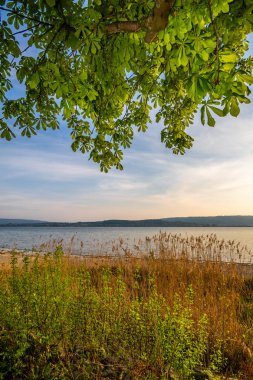Radolfzell Gölü kıyısında, Constance Gölü 'nde.