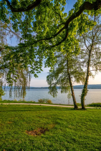 Sjönära Våren Radolfzell Bodensjön Solsken Och Blå Himmel — Stockfoto