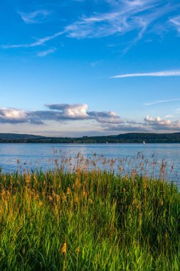 Yazın Constance Gölü kıyısında sazlıklar