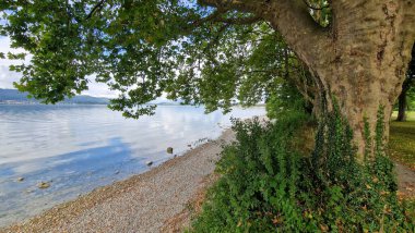 Mettnau Lakefront Yarımadası güzel Constance Gölü Yazı 