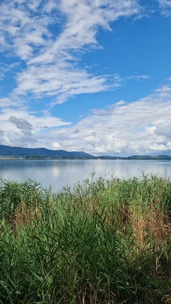 Summer Vacation Lake Constance View Lake Reeds Shore —  Fotos de Stock