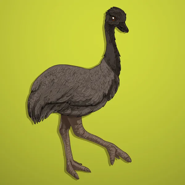 Emu Vogel — Stockvektor