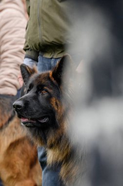 Uzun saçlı Alman çoban köpeği.