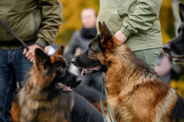 Alman çoban köpeğinin yakın plan portresi, sahibinin yanında.