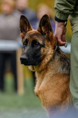 Alman çoban köpeğinin yakın plan portresi, sahibinin yanında.
