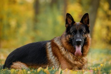 Sonbahar arka planında Alman çoban portresi