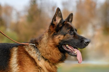 Sonbahar arka planında Alman çoban portresi