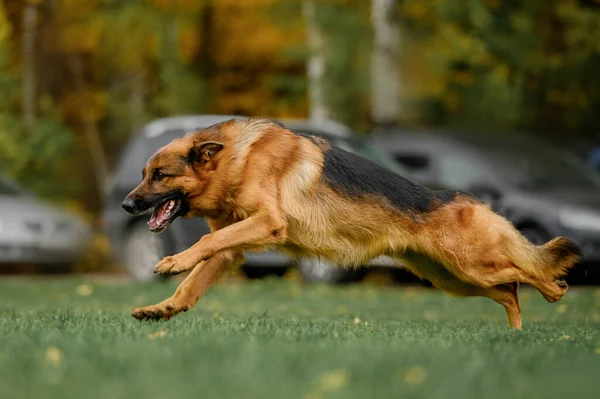 Schäferhund Schutzwettbewerb — Stockfoto