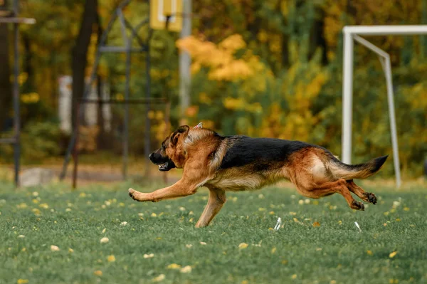 Alman Çoban Köpeği Koruma Yarışmasında Stok Fotoğraf