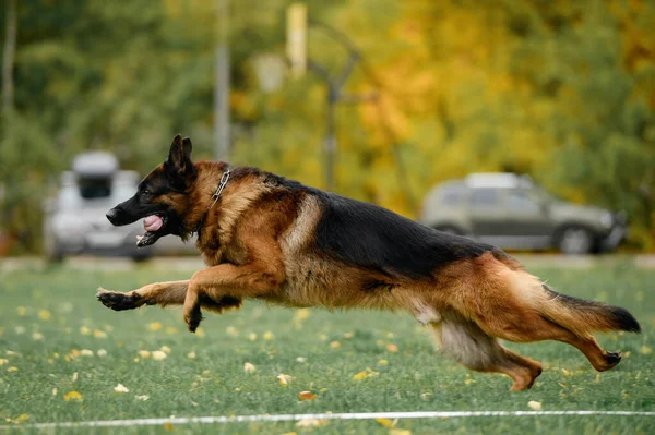 Alman Çoban Köpeği Koruma Yarışmasında - Stok İmaj