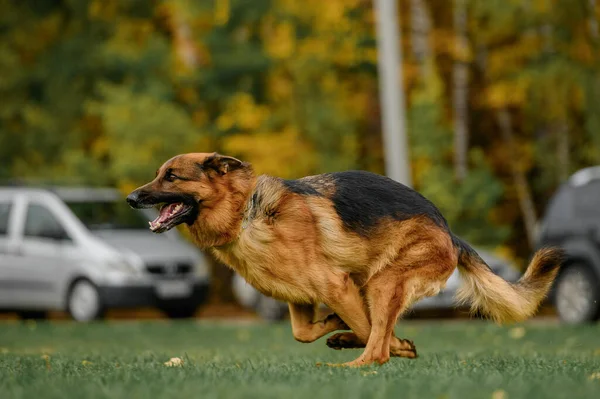 Alman Çoban Köpeği Koruma Yarışmasında Stok Fotoğraf