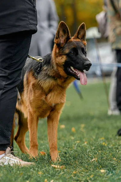 Alman Çoban Köpeğinin Yakın Plan Portresi Sahibinin Yanında Telifsiz Stok Fotoğraflar