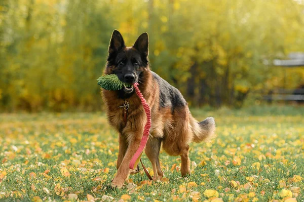 Alman Çoban Köpeği Sonbaharda Oynuyor Stok Resim