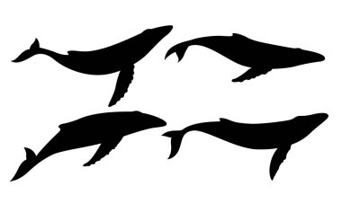 Mavi balina beyaz arkaplanda siluet oluşturdu.