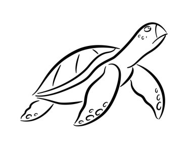 Sea turtle drawing black lines on a white background.
