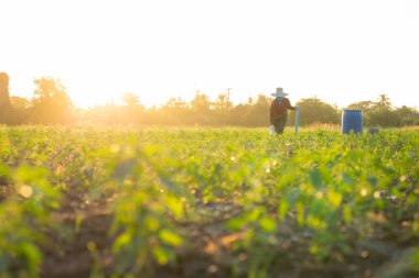 Tarım çiftçisi tarladaki biber bitkilerini sulamak için boruları birbirine bağlıyor.