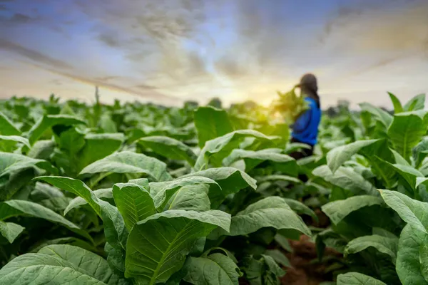 Agricultura Carregando Colheita Folhas Tabaco Que Crescem Estação Colheita Selecionar — Fotografia de Stock