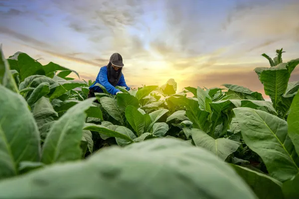 Agriculture Female Farmers Care Tobacco Plants Tobacco Plantation — Stock Photo, Image