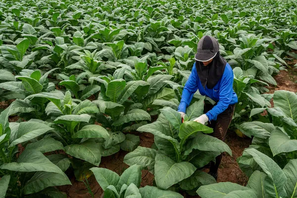 Agricoltura Donne Contadine Che Lavorano Nei Campi Tabacco — Foto Stock