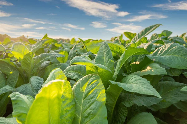 Close Tobacco Big Leaf Crops Growing Tobacco Plantation Field Tobacco — Fotografia de Stock