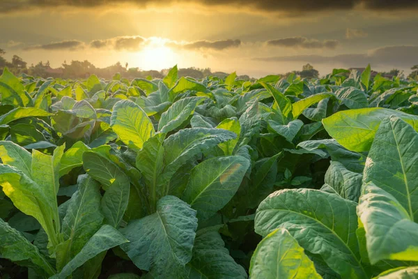 Tobacco growing in field, Tobacco Industry for Agriculture and Export.