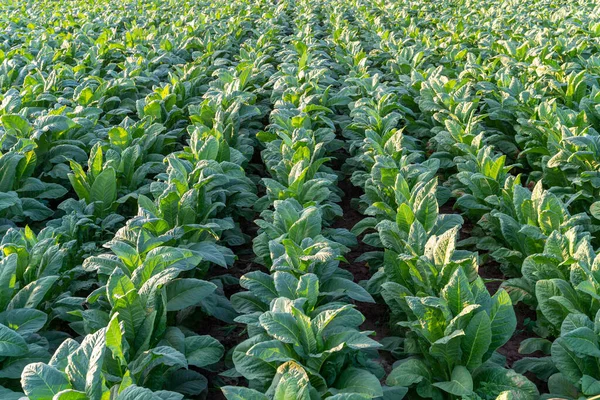 View Young Green Tobacco Plant Field Tobacco Industry Agriculture Export — Fotografia de Stock