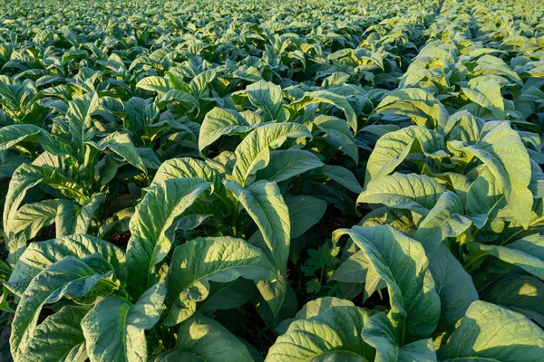 Planting Harvesting Season Tobacco Tobacco Plantation Field Tobacco Industry Agriculture — Fotografia de Stock