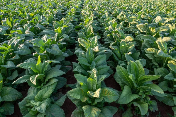 Growing Season Tobacco Tobacco Plantation Field Tobacco Industry Agriculture Export — Fotografia de Stock