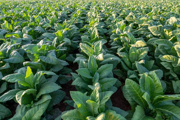 View Tobacco Big Leaf Crops Growing Tobacco Plantation Field Tobacco — Fotografia de Stock