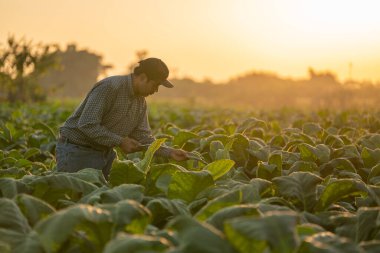 A farmer use a tablet to collect tobacco leaf growth data at sunset in a tobacco plantation. Concept of technology for agriculture.