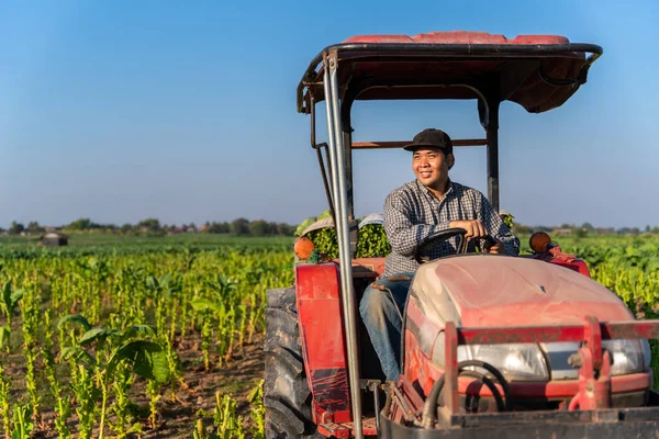 Young Farmer Happily Sits Tractor Harvested Tobacco Leaves Tobacco Field — стоковое фото