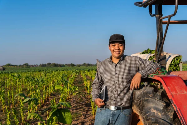 Asian Young Farmer Happily Stands Tractor Tobacco Plantation Agriculture — Stock Photo, Image
