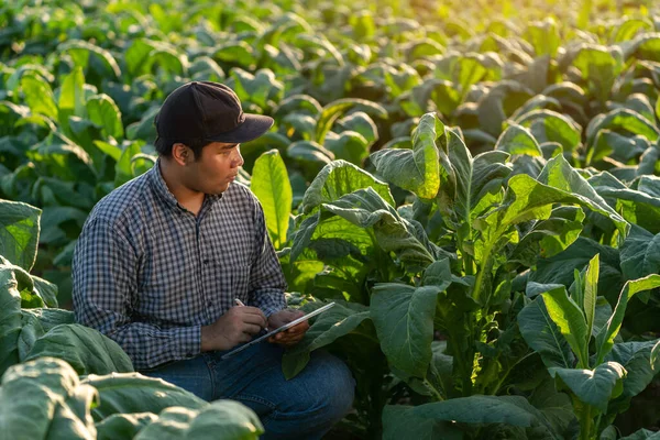 Close Asian Farmer Use Tablet Collect Tobacco Leaf Growth Data — Stock Photo, Image