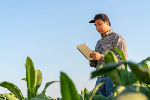 Asian Farmer Holding Tablet Tobacco Farm Concept Using Technology Agriculture — Stock Photo, Image
